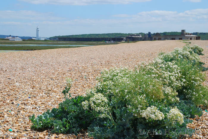 Shingle spit