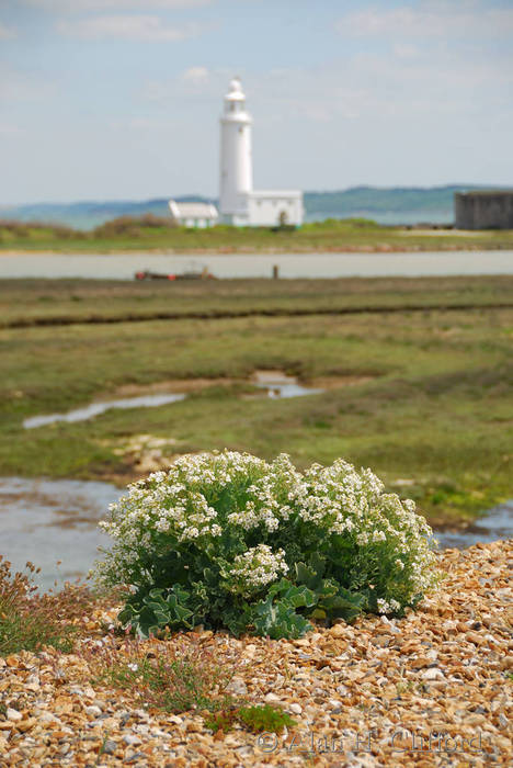 Hurst Point lighthouse