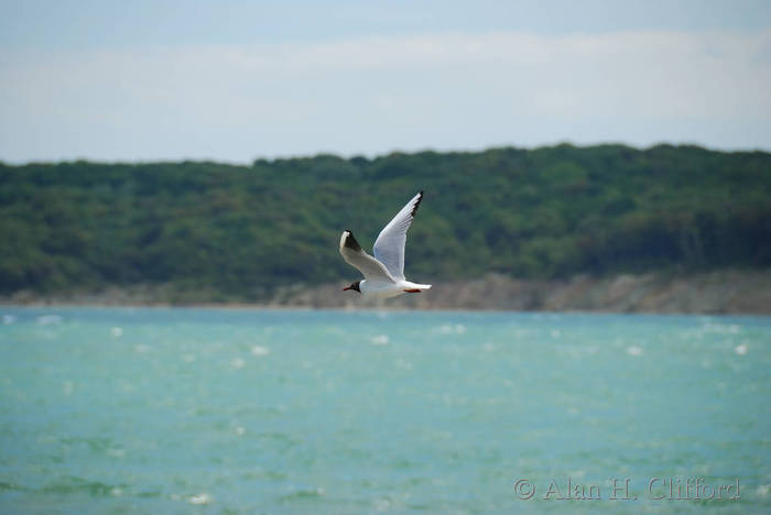 Black-headed gull