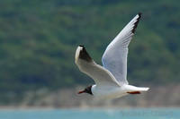 Black-headed gull