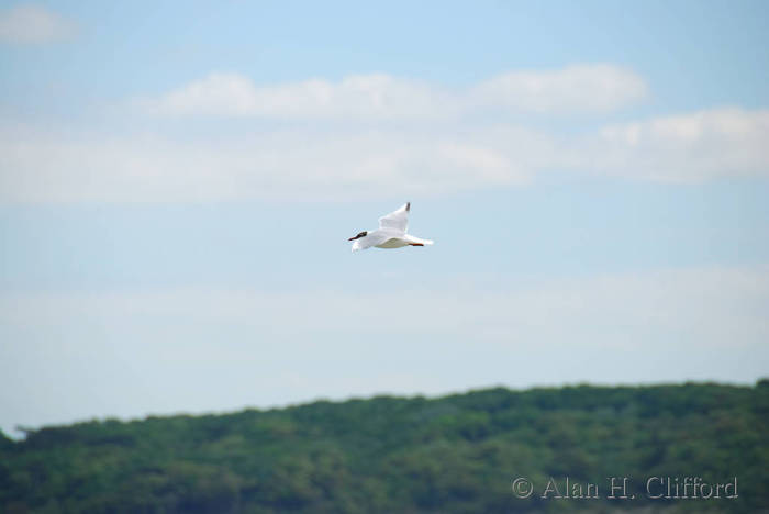 Black-headed gull