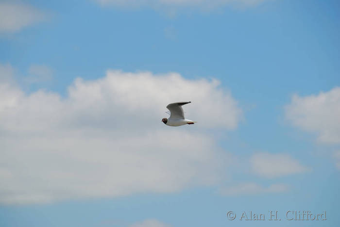 Black-headed gull