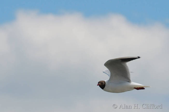 Black-headed gull