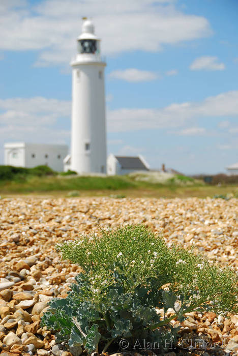 Hurst Point lighthouse