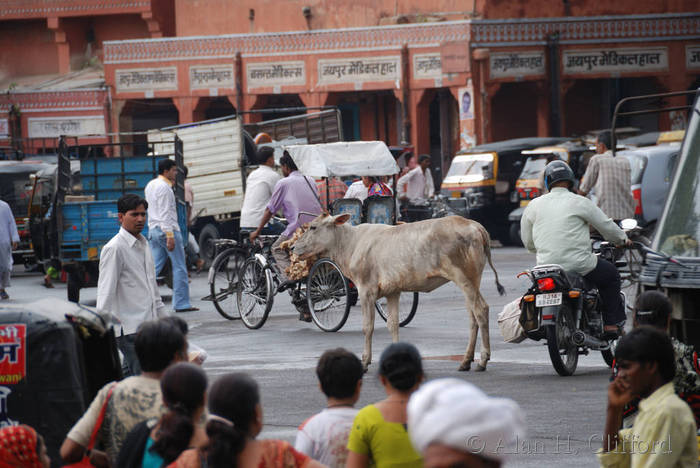 Traffic flows around a cow