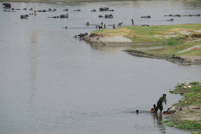 Washing in the Yamuna river, with buffalo