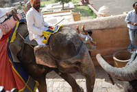 Ascent to Amber Fort by elephant