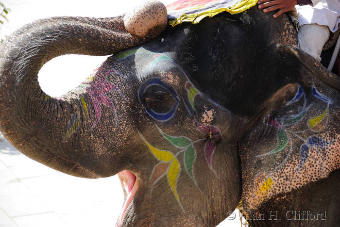 Our elephant at Amber Fort, Jaipur