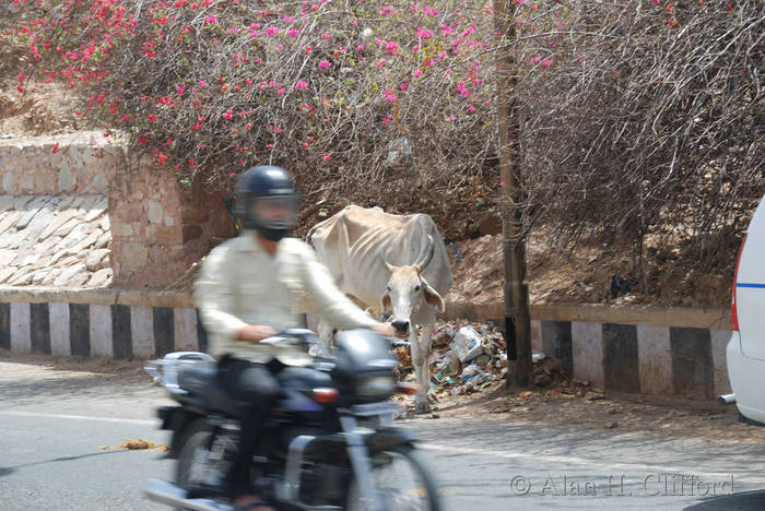 Cow in the road near Amber Fort