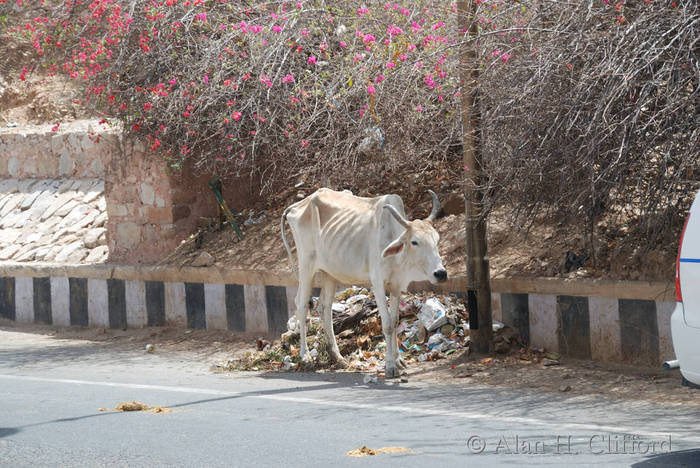 Cow in the road near Amber Fort