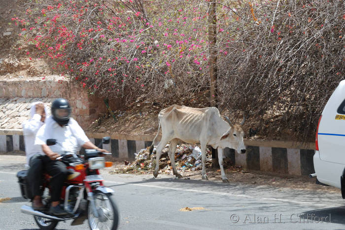 Cow in the road near Amber Fort