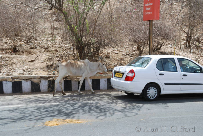 Cow in the road near Amber Fort