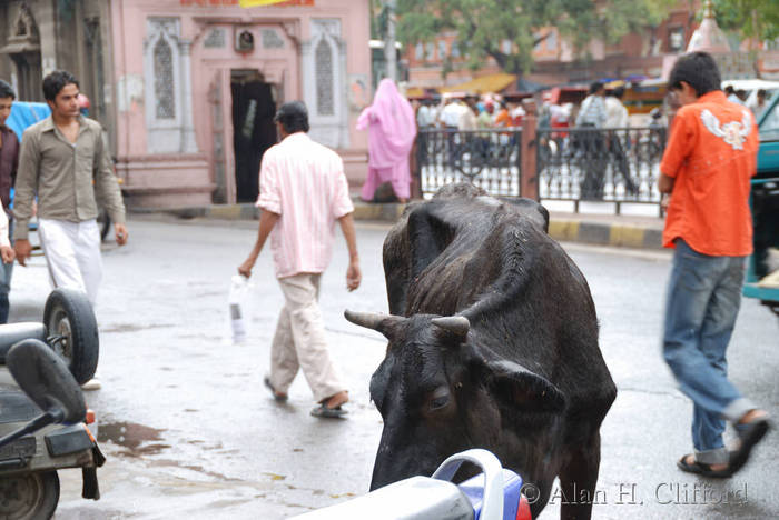 Cow in Tripolia Bazaar, Jaipur