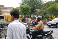 Cows at Chhoti Chaupar