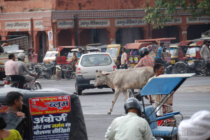 Cow in the traffic at Chhoti Chaupar