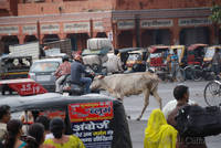 Cow in the traffic at Chhoti Chaupar