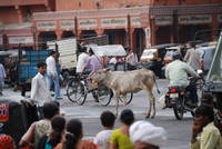 Traffic flows around a cow at Chhoti Chaupar, Jaipur