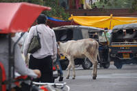 Cow in the traffic at Chhoti Chaupar