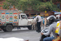 Cow in the traffic at Chhoti Chaupar