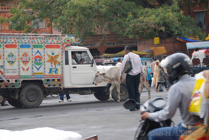 Cow in the traffic at Chhoti Chaupar