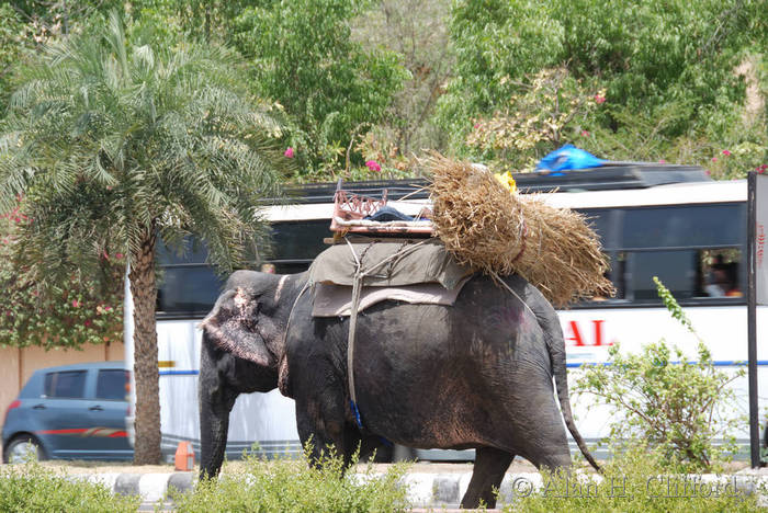 Elephant near the Jal Mahal, Jaipur