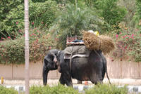 Elephant near the Jal Mahal, Jaipur