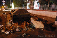 Urban cows with urban rubbish, Jaipur