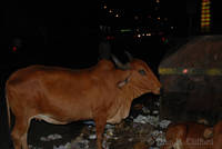 Cow on Mirza Ismail Road, Jaipur