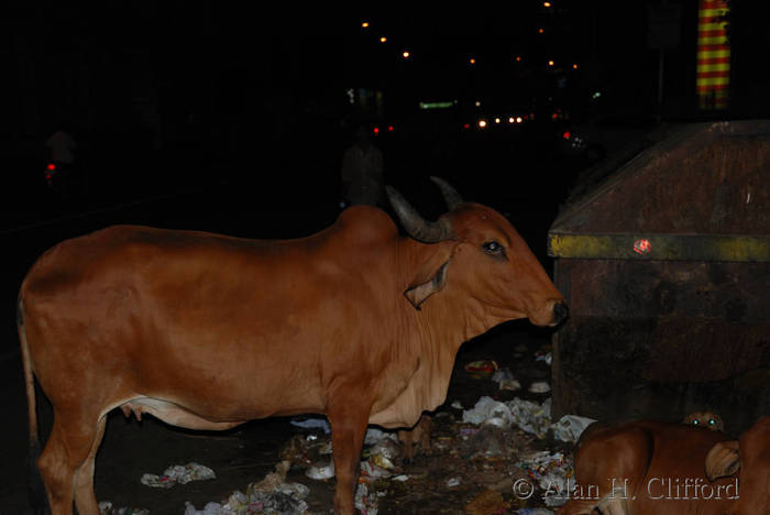 Cow on Mirza Ismail Road, Jaipur