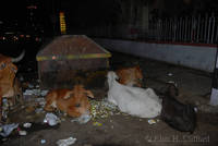 Urban cows with urban rubbish, Jaipur