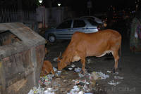 Cows on Mirza Ismail Road, Jaipur