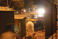 Cow on Mirza Ismail Road, Jaipur