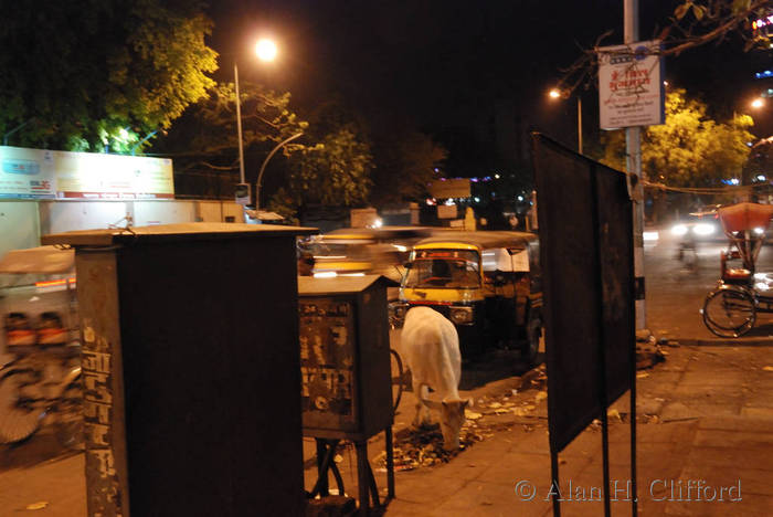 Cow on Mirza Ismail Road, Jaipur