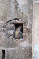 Monkey in the Ranthambhore entrance gateway