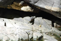 Lizard near the Ranthambhore entrance