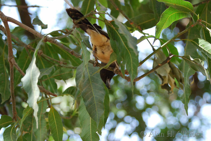 Rufous Treepie (I think)