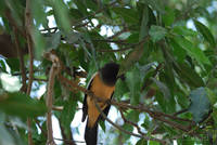 Rufous Treepie (I think)