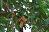 Rufous Treepie (I think)