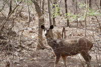 Sambar at Ranthambhore