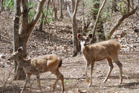 Sambars at Ranthambhore