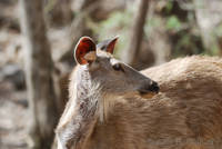 Sambar at Ranthambhore