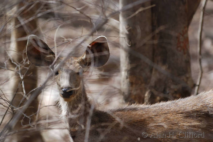 Sambar at Ranthambhore