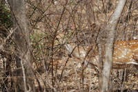 Axis deer at Ranthambhore