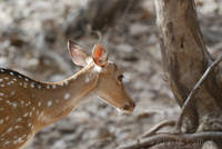 Axis deer at Ranthambhore