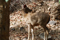 Sambar at Ranthambhore