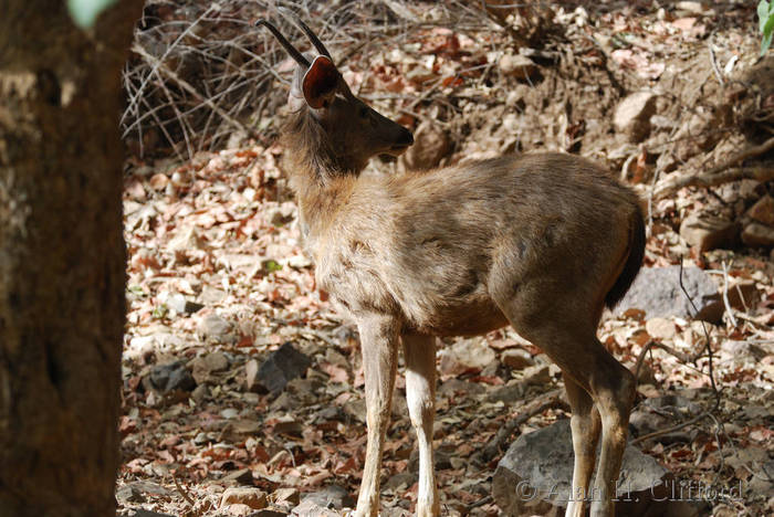 Sambar at Ranthambhore