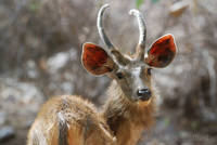 Sambar at Ranthambhore