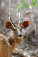 Sambar at Ranthambhore