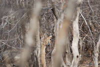 Sambar at Ranthambhore