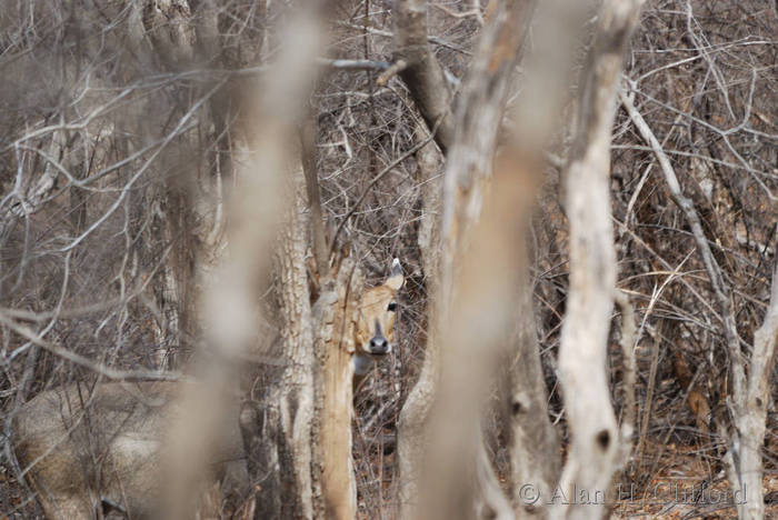 Sambar at Ranthambhore